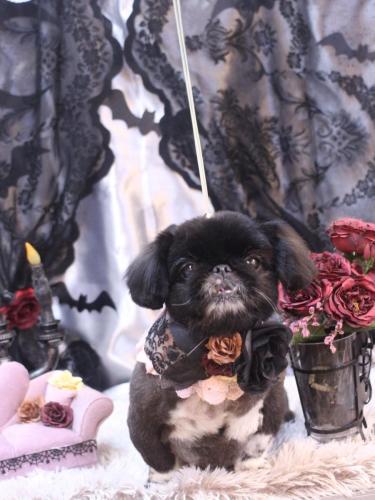 20231028つきみちゃん